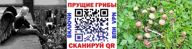 как найти   Гусев  ОМГ ОМГ   Галлюциногенные грибы мицелий 